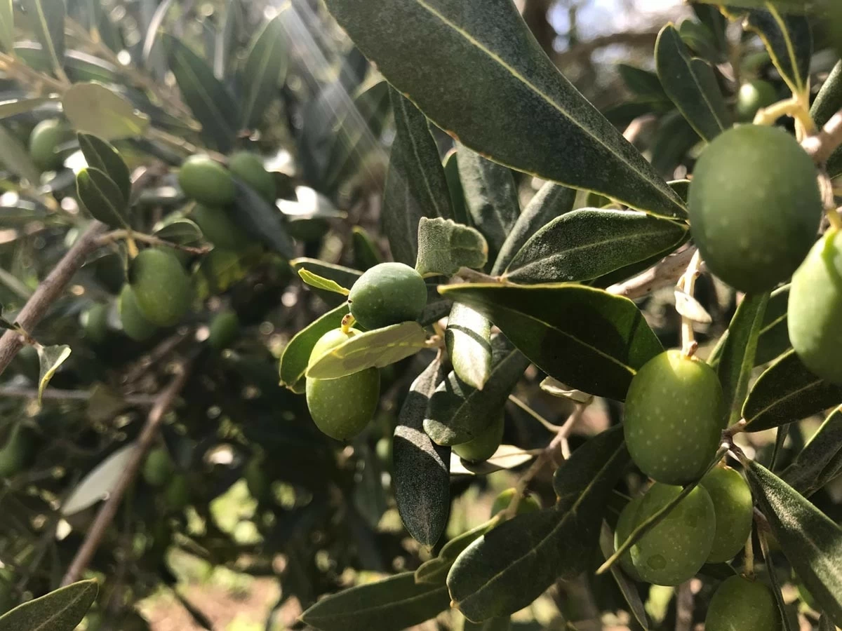 أكثر من 100 ألف زائر لمهرجان الزيتون منذ انطلاقه